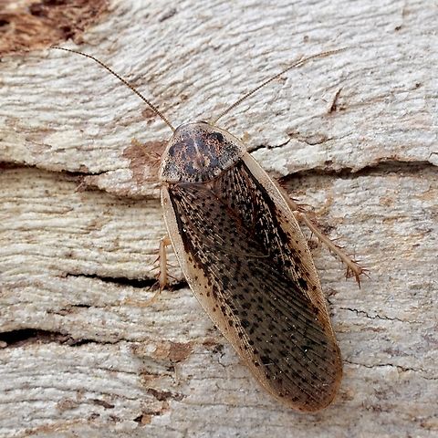 Calolampra irrorata Attracted to UV light Australia,Calolampra irrorata,Eamw cockroaches,Encounter Bay SA,Geotagged,Spring