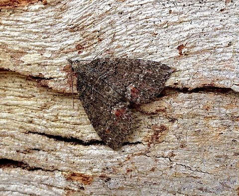 Microdes squamulata Attracted to UV light Australia,Eamw moth,Encounter Bay SA,Geotagged,Microdes squamulata,Spring,UVL