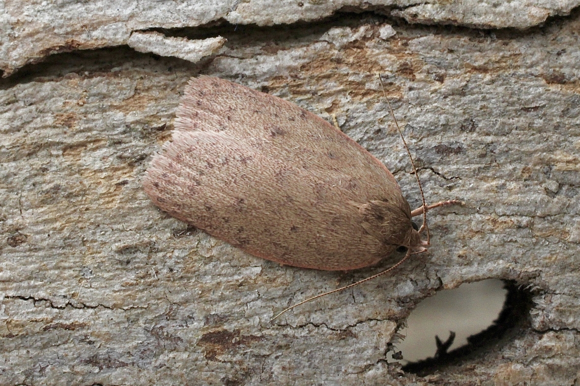 Prionocris protoxantha Attracted to UV light  Australia,Eamw moth,Encounter Bay SA,Geotagged,Prionocris protoxantha,Spring,UVL