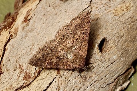 Western Praxis  - Praxis marmarinopa  Australia,Eamw moth,Encounter Bay SA,Geotagged,Praxis marmarinopa,Spring,UVL