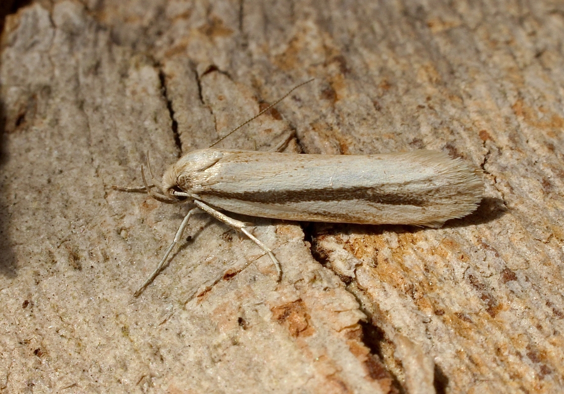 Philobota latifissella Attracted to UV light Australia,Eamw moth,Encounter Bay SA,Geotagged,Kiwaia monophragma,Philobota latifissella,Spring,UVL