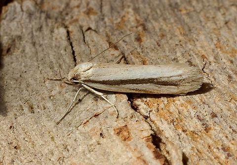 Philobota latifissella