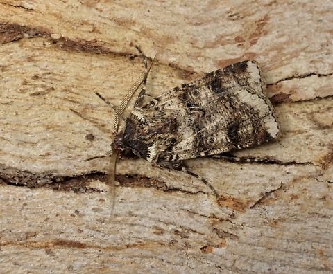 Variable Cutworm - Agrotis porphyricollis Attracted to UV light  Agrotis porphyricollis,Australia,Eamw moth,Encounter Bay SA,Geotagged,Spring,UVL,Variable cutworm