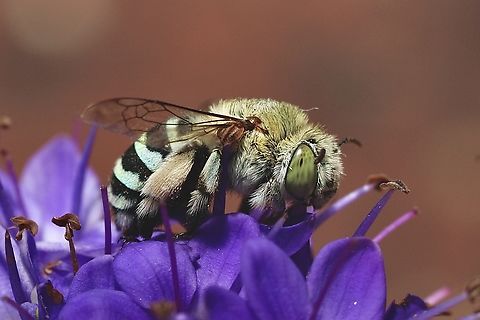 Amegilla chlorocyanea  Amegilla chlorocyanea,Australia,Geotagged,Spring