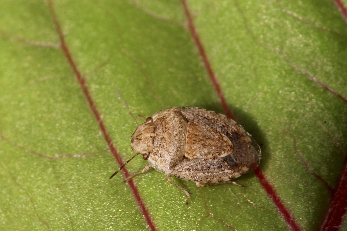 Variable Shield Bug - Kapunda troughtoni A tiny shield bug about 4 mm Australia,Eamw shield bugs,Encounter Bay SA,Geotagged,Kapunda troughtoni,Spring,Variable Shield Bug