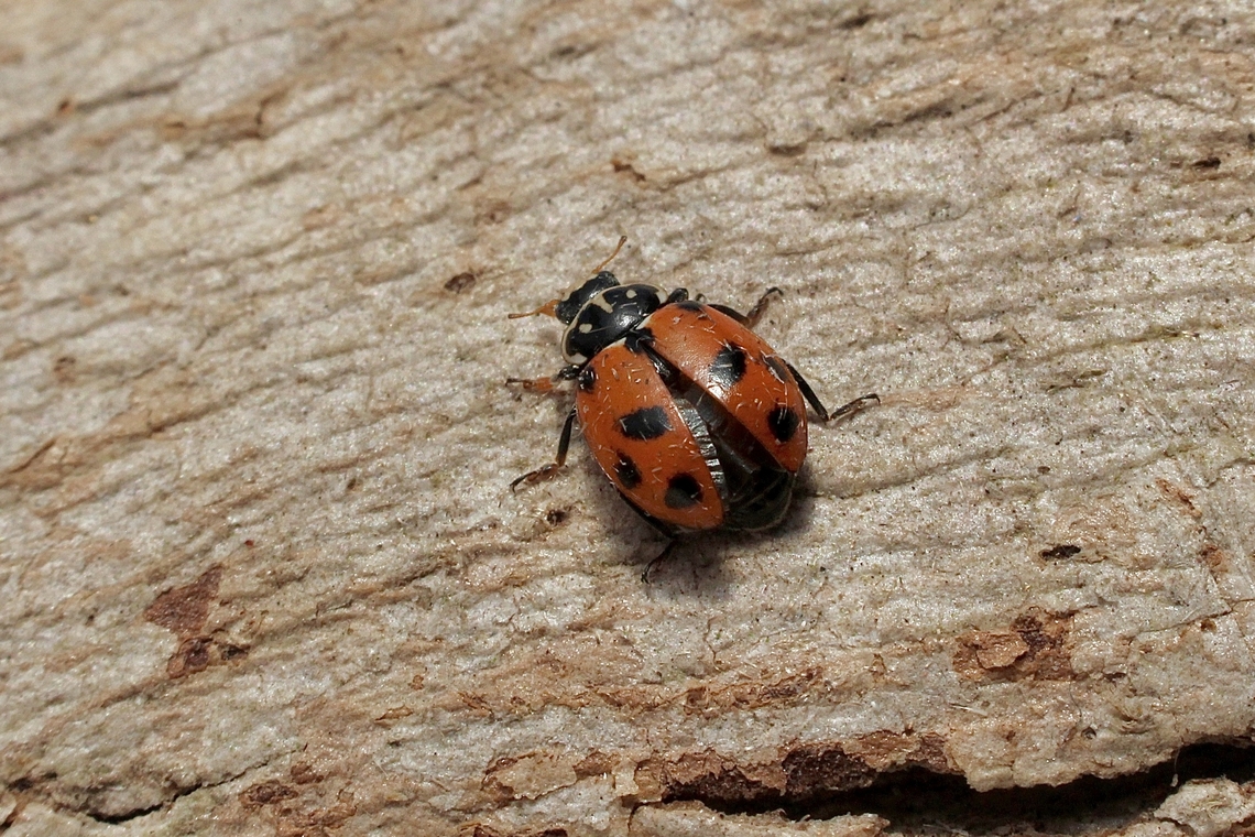 Spotted Amber Ladybird Beetle - Hippodamia variegata  Adonis ladybird,Australia,Eamw beetles,Encounter Bay SA,Geotagged,Hippodamia variegata,Spring