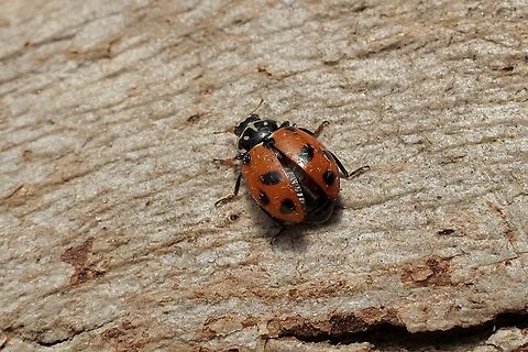 Spotted Amber Ladybird Beetle - Hippodamia variegata  Adonis ladybird,Australia,Eamw beetles,Encounter Bay SA,Geotagged,Hippodamia variegata,Spring