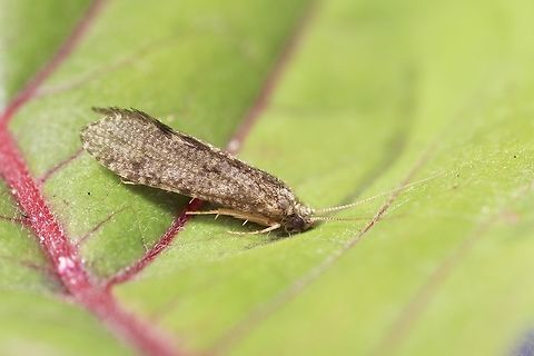 Unidentified Caddies fly Attracted to UV light. Specimen about 8 mm in body size with an approximate wingspan of around 12 to 14 mm Australia,Eamw moth,Encounter Bay SA,Geotagged,Spring,UVL