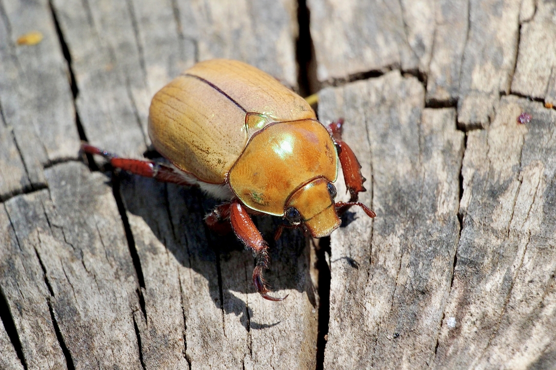Anoplognathus montanus  Anoplognathus montanus,Australia,Duck Billed Beetle,Geotagged,Spring