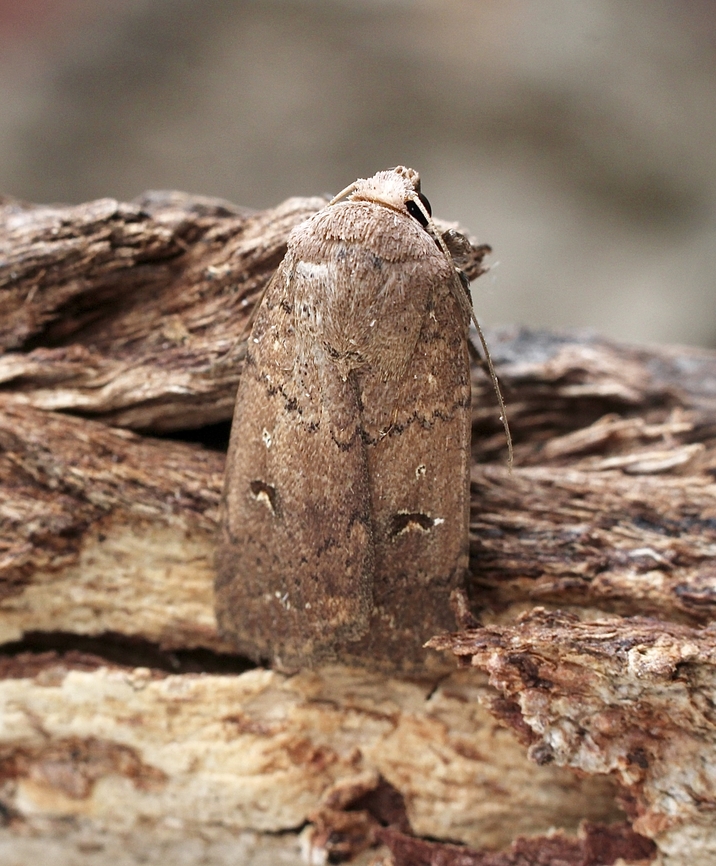 Black bar noctuid - Proteuxoa hypochalchis Attracted to UV light Australia,Geotagged,Proteuxoa hypochalchis,Spring