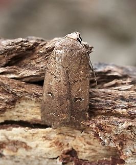 Proteuxoa hypochalchis