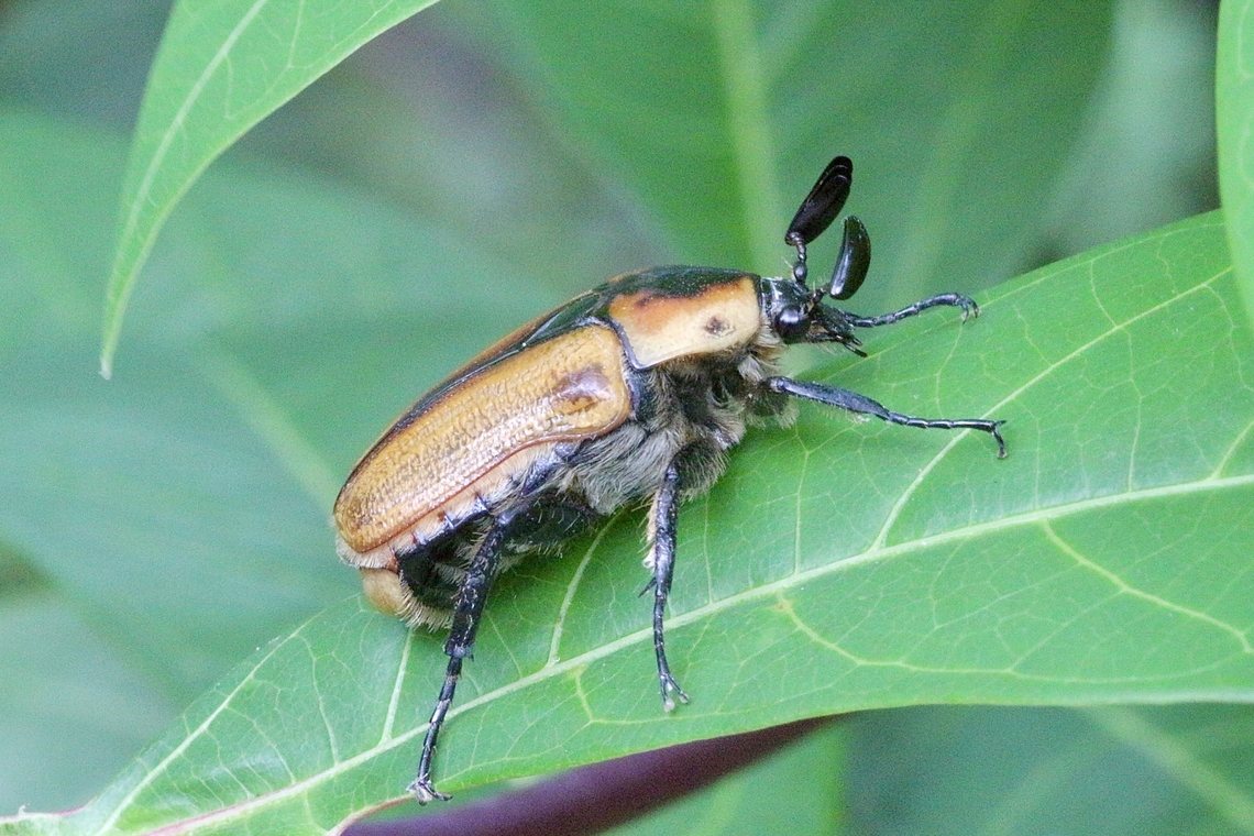 Chondropyga gulosa  Australia,Chondropyga gulosa,Cowboy beetle,Geotagged,Spring