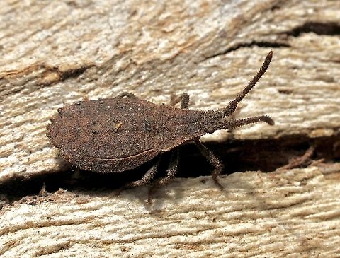 Agriopocoris froggatti  Agriopocoris froggatti,Australia,Cox Scrub,Eamw bugs,Geotagged,Spring,Wingless Coreid Bug