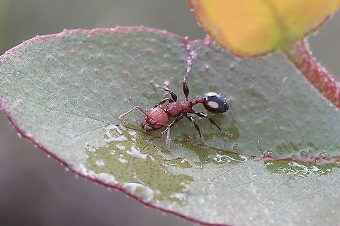 Spotted Muscleman Tree Ant - Podomyrma adelaidae Thirsty ant drinking from raindrops on a eucalyptus leaf. Australia,Cox Scrub,Geotagged,Muscleman Ant,Podomyrma adelaidae,Spring,eamw ants