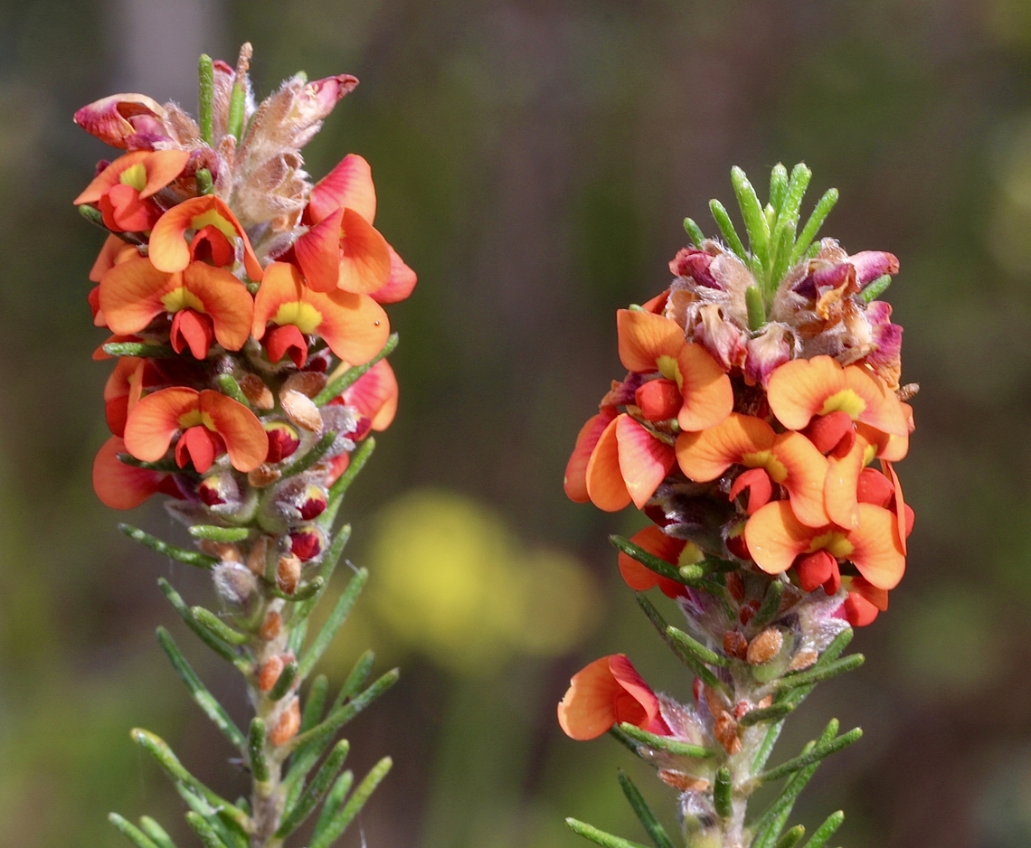 Showy Parrot-Pea - Dillwynia sericea  Australia,Cox Scrub,Dillwynia sericea,Eamw flora,Geotagged,Showy Parrot-Pea,spring