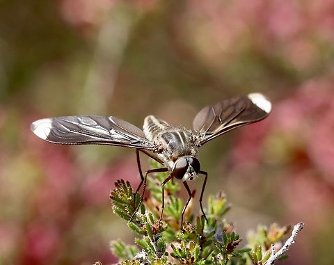 Go-striped Beefly - Comptosia vittata  Australia,Comptosia vittata,Cox Scrub,Eamw bee flies,Geotagged,Go-striped Bee Fly,Spring