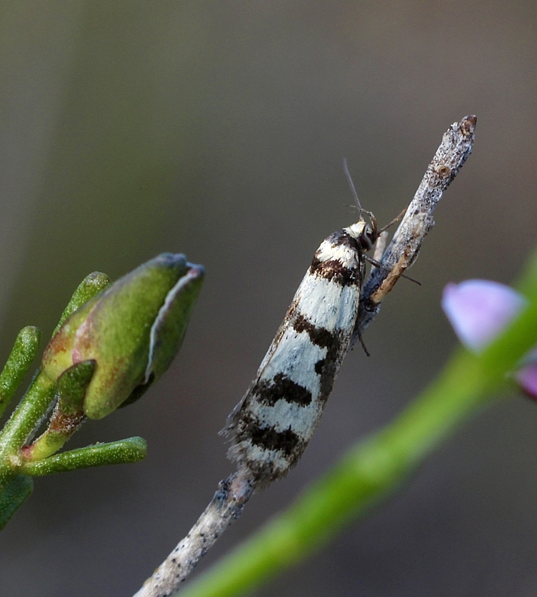 Philobota impletella A small moth with a wingspan of about 20 mm. Australia,Cox Scrub,Eamw moth,Geotagged,Philobota impletella,Spring