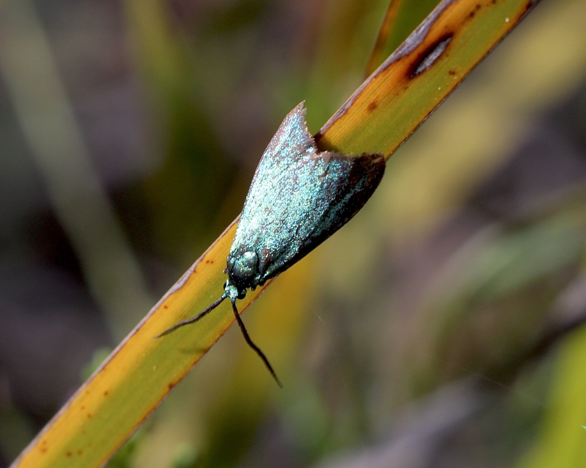 Satin-green Forester-  Pollanisus viridipulverulenta  Australia,Cox Scrub,Eamw moth,Geotagged,Pollanisus viridipulverulenta,Spring