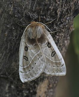 Eyespot anthelid - Anthela ocellata The caterpilar was collected on the 13 th September and it pupated shortly after. The moth emerged from the cocoon today 23.rd October. Anthela ocellata,Australia,Eamw moth,Encounter Bay SA,Eyespot anthelid,Geotagged,Spring