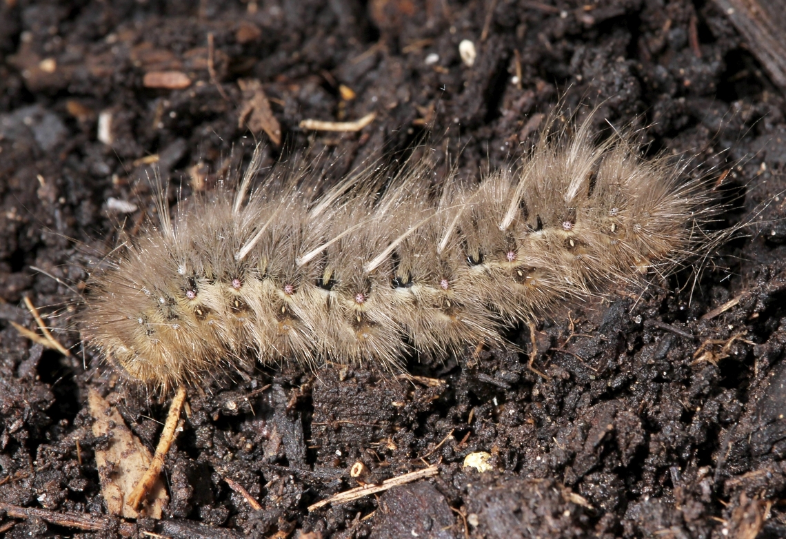 Caterpilar of moth Anthela ocellata Collected 13 th September 2024, emerged as moth 23 rd October 2024 Anthela ocellata,Australia,Eamw caterpillars,Encounter Bay SA,Eyespot anthelid,Geotagged,Winter