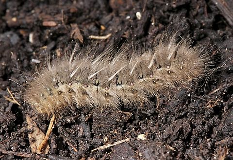 Caterpilar of moth Anthela ocellata Collected 13 th September 2024, emerged as moth 23 rd October 2024 Anthela ocellata,Australia,Eamw caterpillars,Encounter Bay SA,Eyespot anthelid,Geotagged,Winter