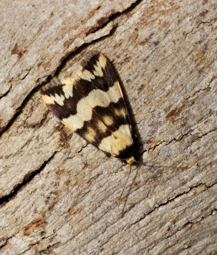 Terressa gratiosa Attracted to fluorescent light in public building Australia,Eamw moth,Geotagged,Spring,Termessa gratiosa,Victor Harbor SA