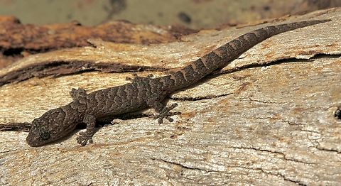 Marbled Gecko - Christinus marmoratus Found under eucalyptus tree bark. Australia,Christinus marmoratus,Eamw geckos,Geotagged,Marbled Gecko,Spring,Victor Harbor SA