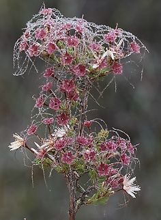Fringe Myrtle - Calytrix tetragona Fringe Myrtle with early morning dew droplets. Australia,Calytrix tetragona,Fringe Myrtle,Geotagged,Spring
