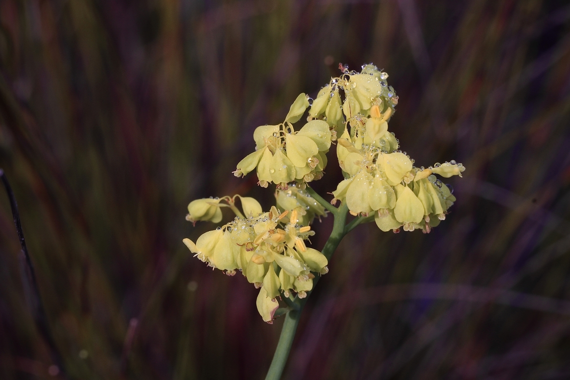 Golden Pennants - Glischrocaryon behrii With early morning dew. Australia,Cox Scrub,Eamw flora,Geotagged,Glischrocaryon behrii,Golden Pennants,Spring
