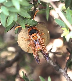 A species of potter wasp ,possibly genus - Delta Difficult to get a better image as the wasp was in a dark shaded area working on its pottery structure. Australia,Cox Scrub,Eamw wasps,Geotagged,Spring