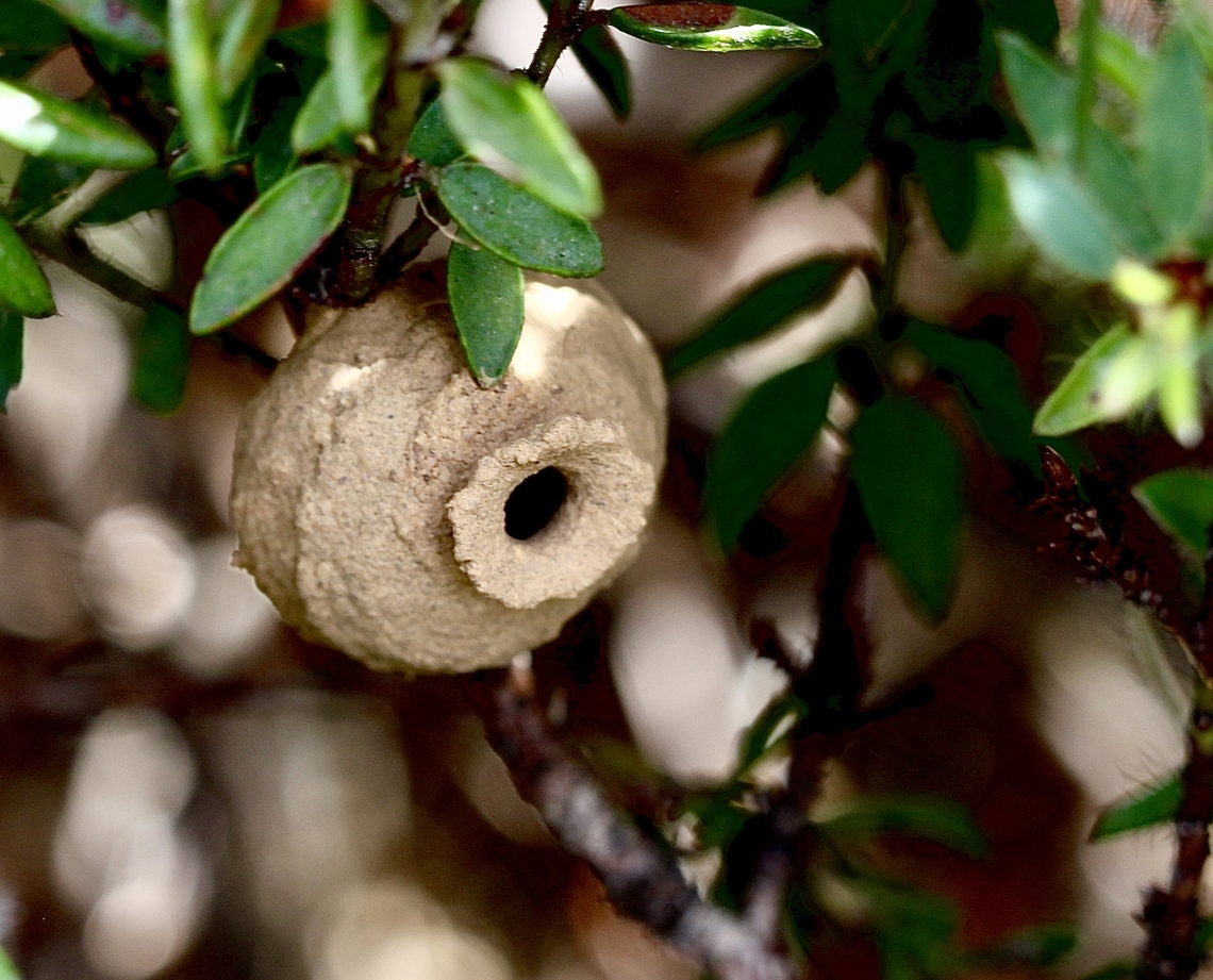 Pottery structure from potter wasp ( Genus - Delta ? )  Australia,Cox Scrub,Eamw wasps,Geotagged,Nest/chambers,Spring
