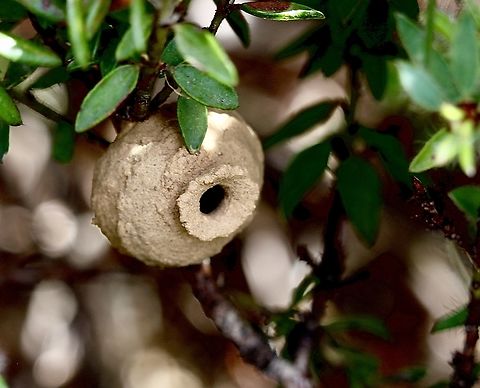 Pottery structure from potter wasp ( Genus - Delta ? )  Australia,Cox Scrub,Eamw wasps,Geotagged,Nest/chambers,Spring