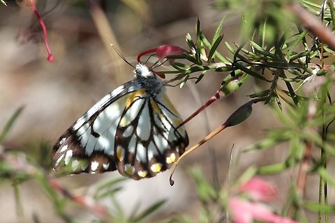 Caper white - Belenois java  Australia,Belenois java,Caper white,Cox Scrub,Eamw butterflies,Geotagged,Spring