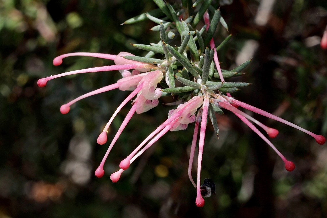 Lavender grevillea - Grevillea lavandulacea  Australia,Cox Scrub,Eamw flora,Geotagged,Grevillea lavandulacea,Lavender grevillea,Spring