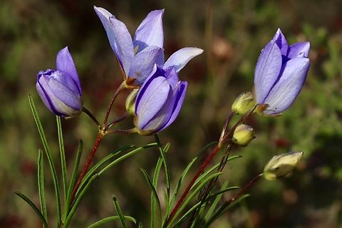 Finger - flower , Cheiranthera alternifolia  Australia,Cheiranthera alternifolia,Cox Scrub,Eamw flora,Finger-flower,Geotagged,Spring