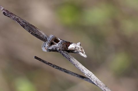 Nola niphostena  Australia,Cox Scrub,Eamw moth,Geotagged,Nola niphostena,Spring