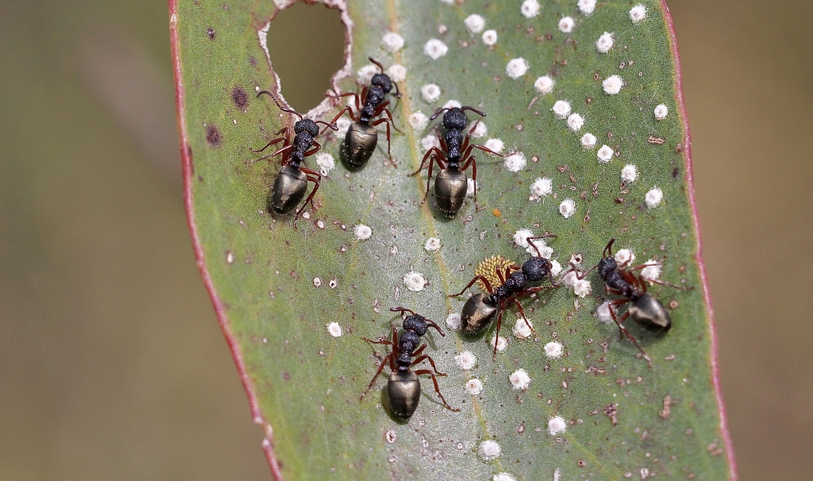 Dolichoderus scabridus tending to lerps on a eucalyptus leaf.  Australia,Cox Scrub,Dolichoderus scabridus,Geotagged,Spring,eamw ants