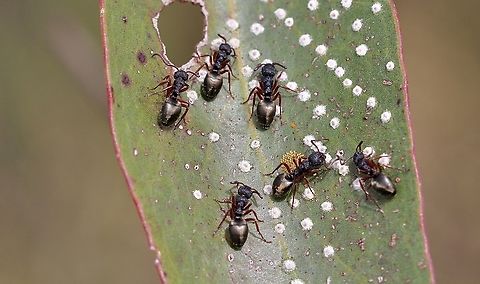 Dolichoderus scabridus tending to lerps on a eucalyptus leaf.  Australia,Cox Scrub,Dolichoderus scabridus,Geotagged,Spring,eamw ants