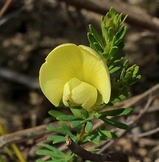 Dwarf wedge-pea - Gompholobium ecostatum  Australia,Cox Scrub,Dwarf wedge-pea,Eamw flora,Geotagged,Gompholobium ecostatum,Spring