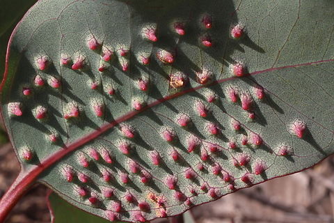 Galls on eucalyptus leaf.  Australia,Cox Scrub,Eamw galls,Geotagged,Spring