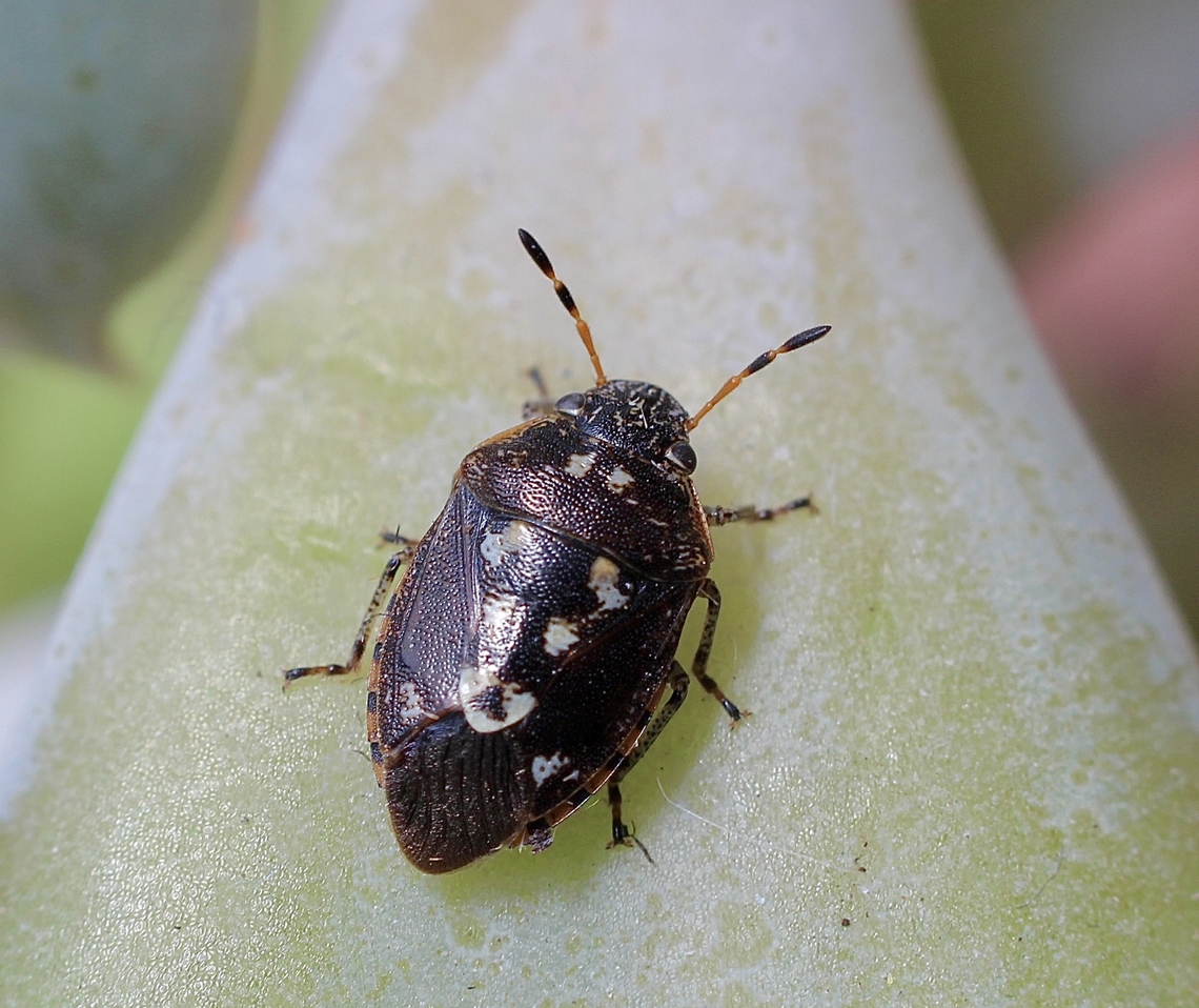 Pittosporum Bug - Pseudapines geminata  Australia,Cox Scrub,Eamw shield bugs,Geotagged,Pittosporum Bug,Pseudapines geminata,Spring