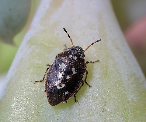 Pittosporum Bug - Pseudapines geminata  Australia,Cox Scrub,Eamw shield bugs,Geotagged,Pittosporum Bug,Pseudapines geminata,Spring