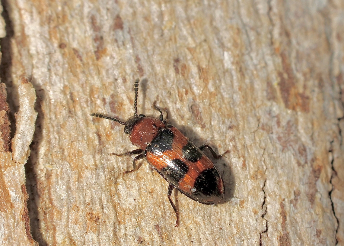 Thallis compta  Australia,Eamw beetles,Encounter Bay SA,Geotagged,Spring,Thallis compta,UVL