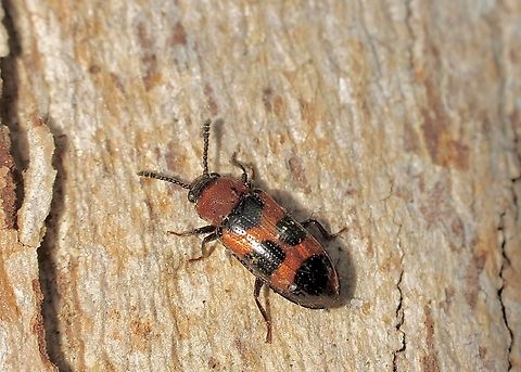 Thallis compta  Australia,Eamw beetles,Encounter Bay SA,Geotagged,Spring,Thallis compta,UVL
