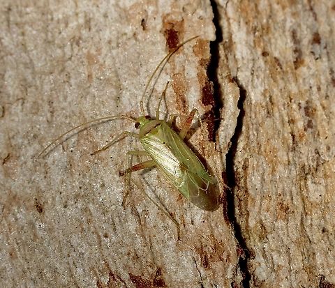 Green mirid - Creontiades dilutus  Australia,Creontiades dilutus,Eamw plant bugs,Encounter Bay SA,Geotagged,Green mirid,Spring,UVL