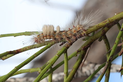 Tussock moth genus Orgyia Not sure if it is O.antiqua or O.australis Australia,Cox Scrub,Eamw caterpillars,Eamw moth,Geotagged,Orgyia antiqua,Rusty tussock moth,Spring