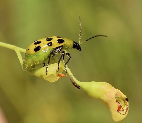 Spotted cucumber beetle - Diabrotica undecimpunctata  Diabrotica undecimpunctata,Eamw beetles,Florida,Geotagged,Spotted cucumber beetle,Summer,United States