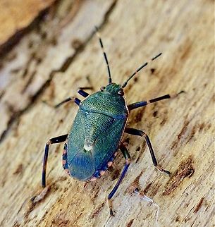 Stink bug species - Nutius depressus.  Australia,Eamw stink bugs,Geotagged,Gnarwarre,Notius depressus,Winter