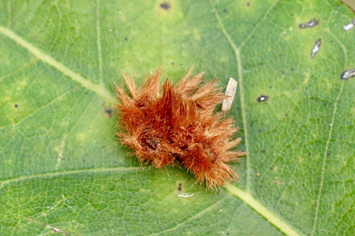 Furry Oak Leaf Gall - Callirhytis furva  Callirhytis furva,Eamw galls,Florida,Furry Oak Leaf Gall Wasp,Geotagged,Summer,United States