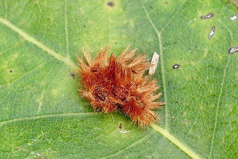 Furry Oak Leaf Gall - Callirhytis furva  Callirhytis furva,Eamw galls,Florida,Furry Oak Leaf Gall Wasp,Geotagged,Summer,United States